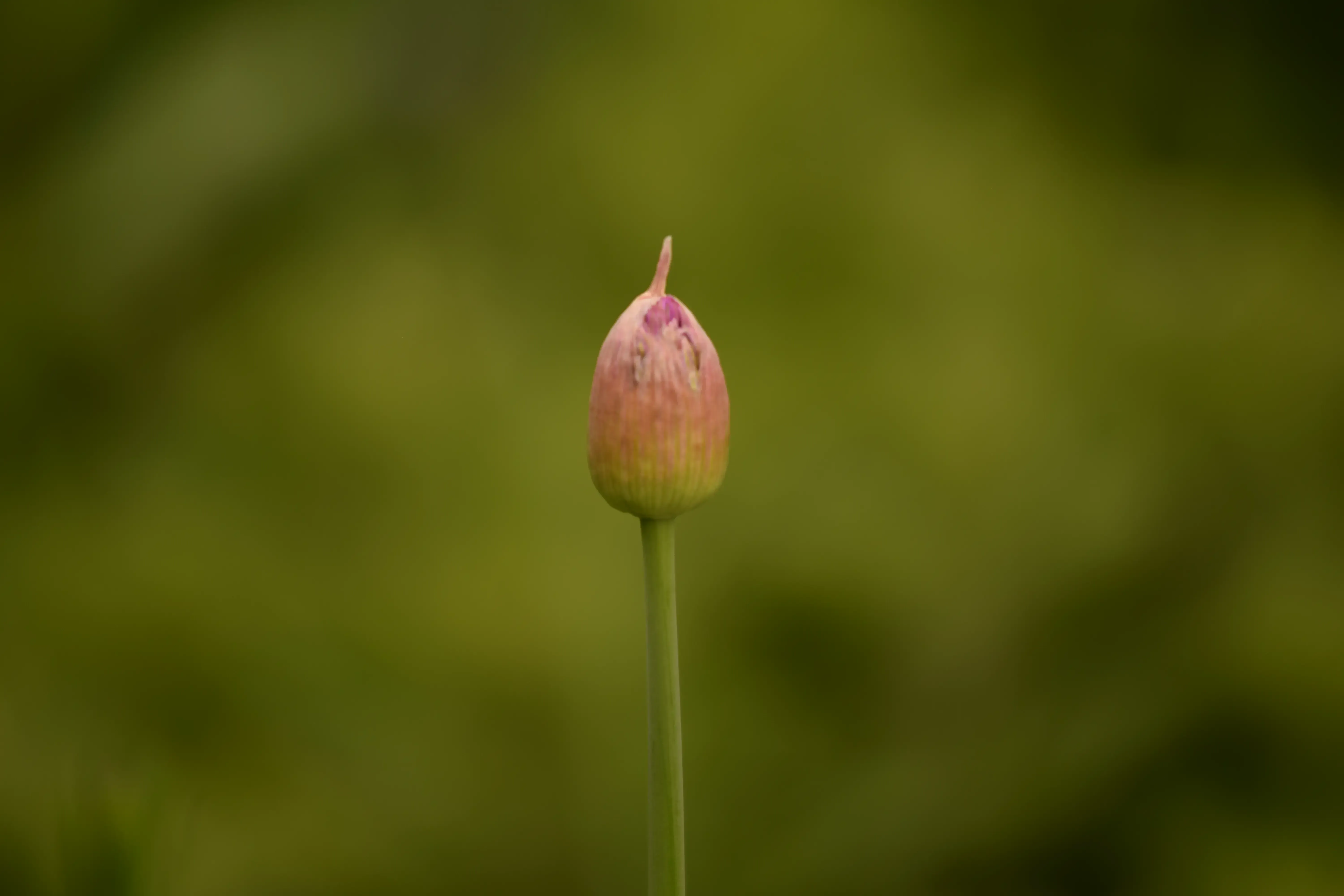 first: The closed flower