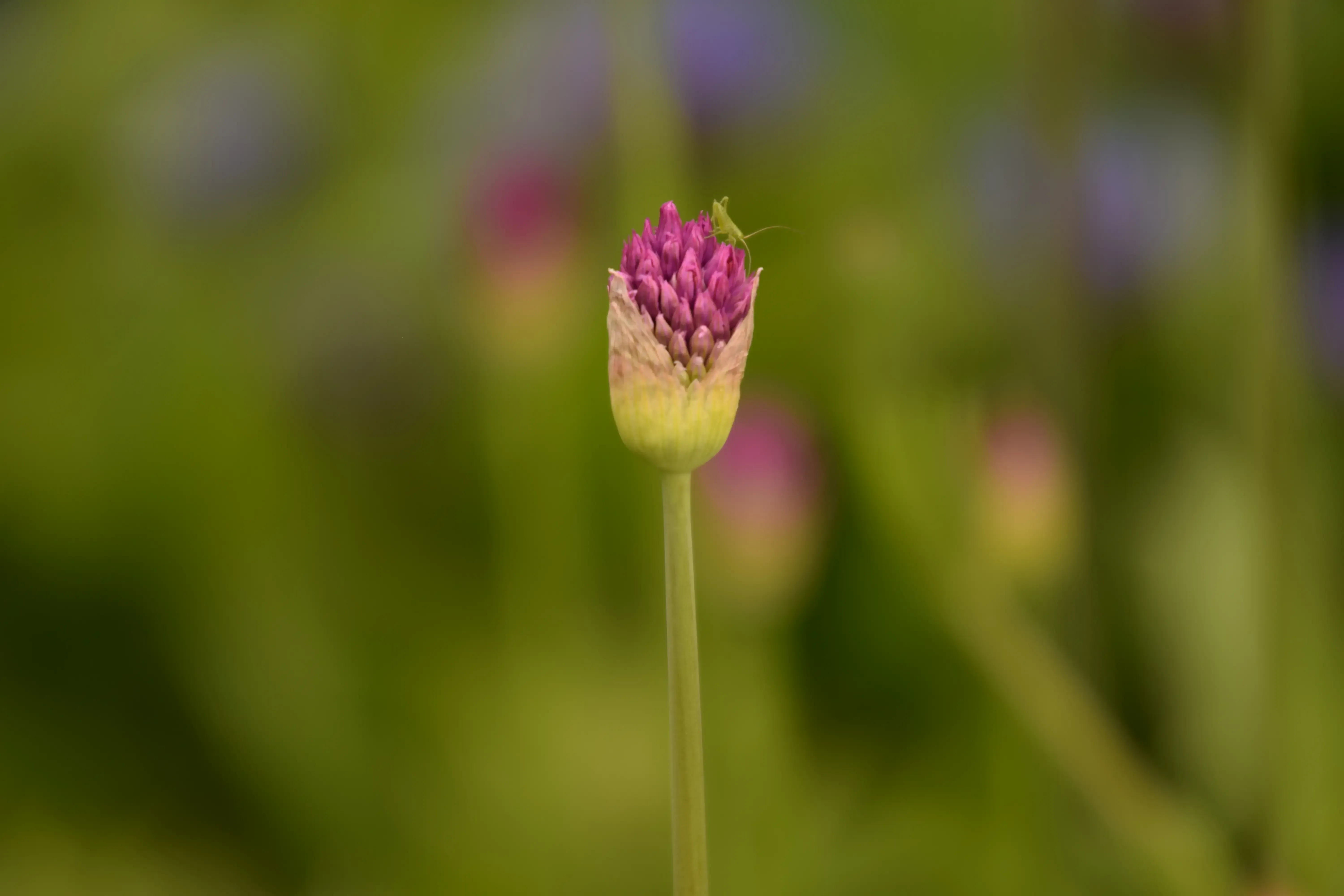 second: The flower opens