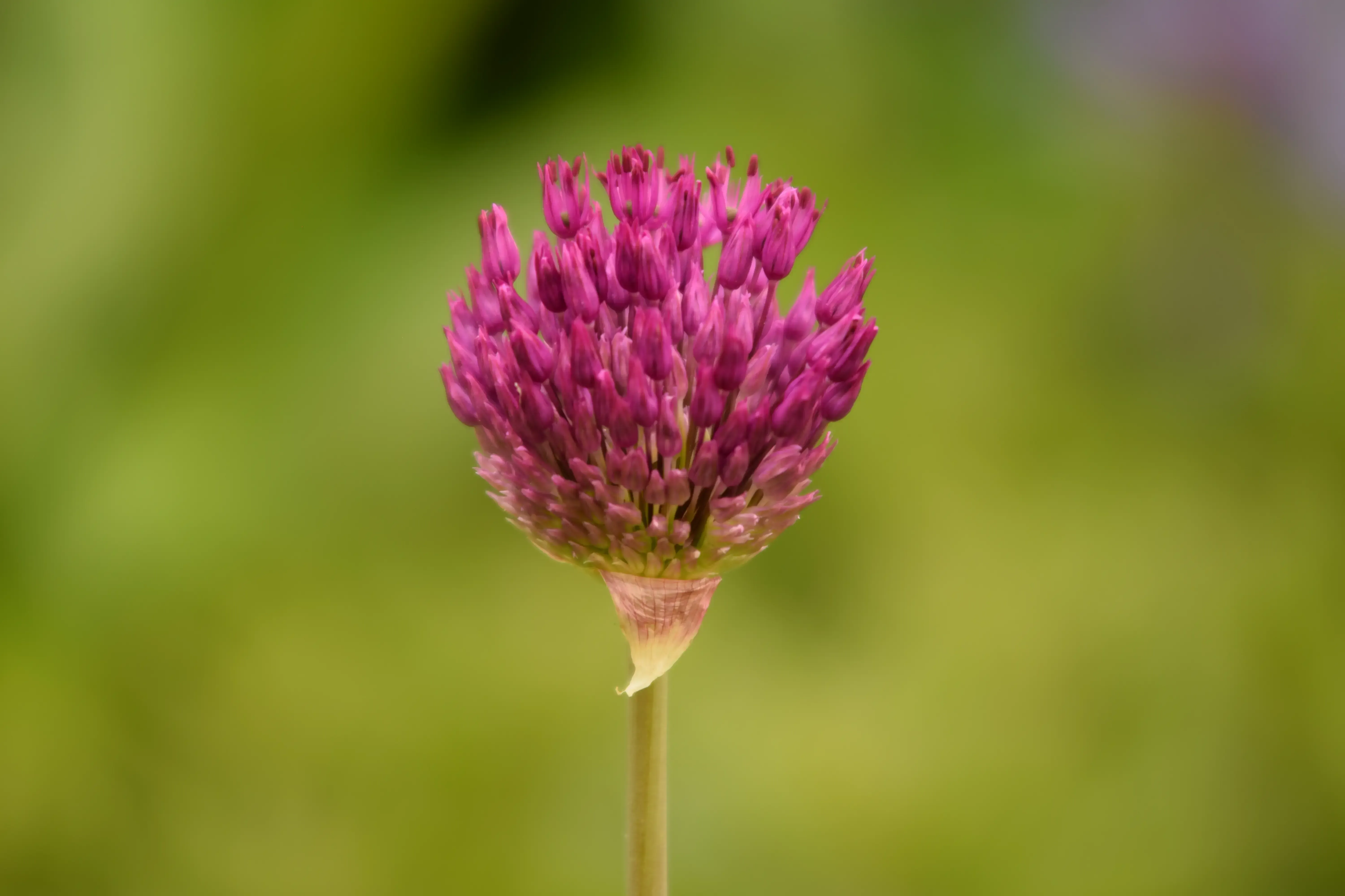 third: Nature in full bloom